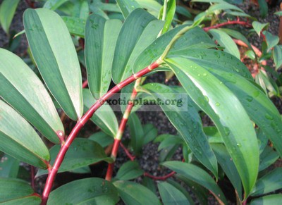Costus sp.(T02) red stem 26