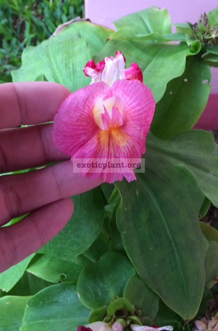 Costus sp.(T04) (pink flower) 20