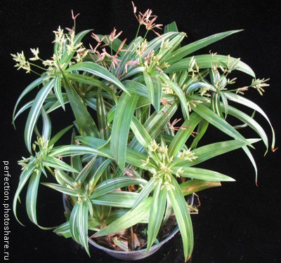 Cyperus sp. variegated syn Cyperus albostriatus ‘Variegatus’ / Циперус видовой вариегатный, циперус альбостриатус “Вариегатус” 44