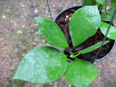 Dischidia sp 365 (Burma) rhombic leaf No 365 25