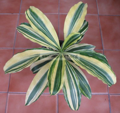 Dracaena sp.(T01) selection variegated 75