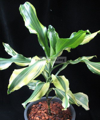 Dracaena sp.(T05) variegated 60