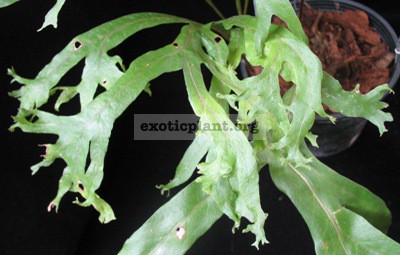 Drynaria quercifolia Dichotoma variegated 44