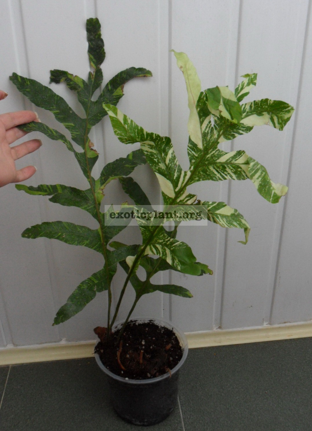 Drynaria quercifolia variegated 35