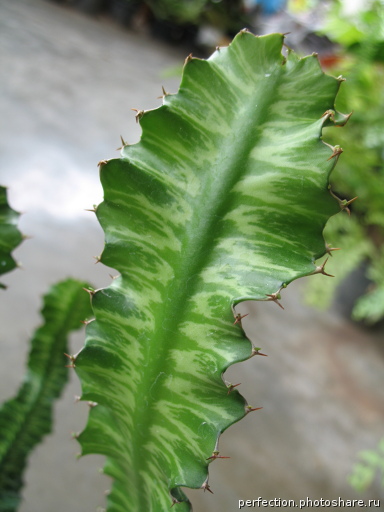 Euphorbia grandicornis 14