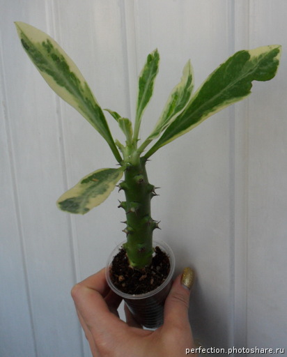 Euphorbia neriifolia variegata No.1 (white margin leaf) 16