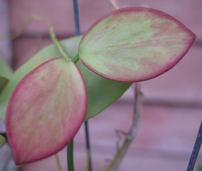 57 Hoya collina  red leaf ‘ 18
