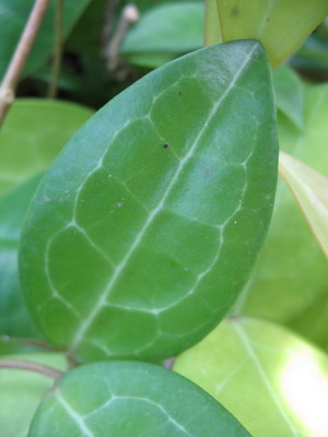 Hoya elliptica ‘Mindanao (426 ) 30