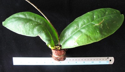 715 Hoya mitrata (big and curve leaf) 38