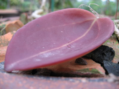 Hoya rigida (red leaf) Kanchanaburi (Thailand) (358 ) 32