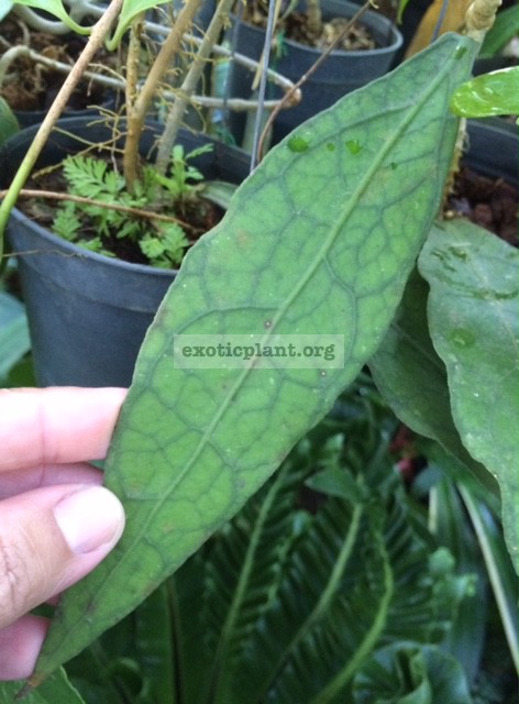 666Hoya clemensiorum (No.3)(narrow leaf)(#666) 40