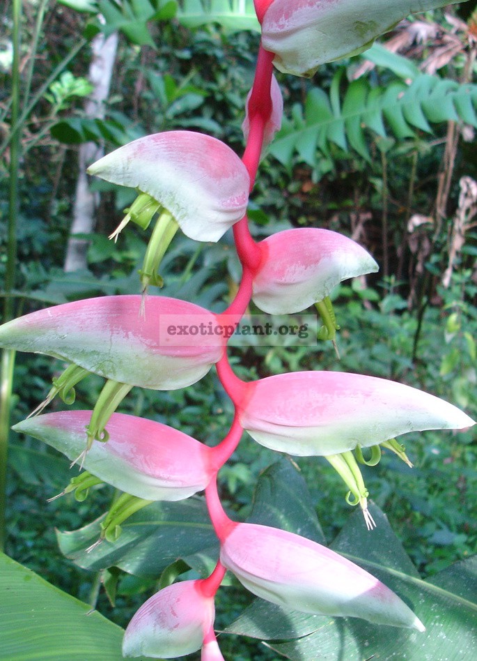 Heliconia Chartacea ‘Sexy Pink’ Musaceae 20