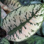 Homalomena Camouflage