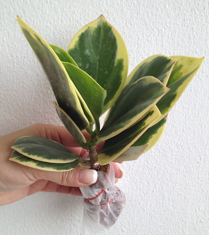 Hoya pachyclada variegata (190 ) 90