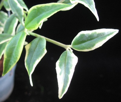 Hoya bella (albomarginate leaf form) (30 ) 14