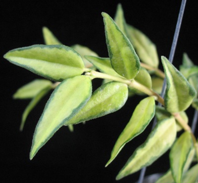 Hoya bella variegata (29 ) 14