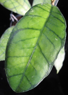 645 Hoya callistophylla No.4 45