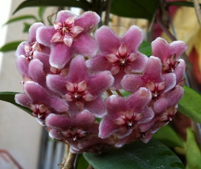Hoya carnosa  Dapple Gray  (Soft Pink) (38 ) 14