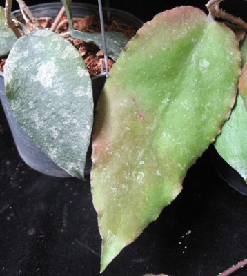 729 Hoya caudata (big leaf)(#729) 38 (справа)