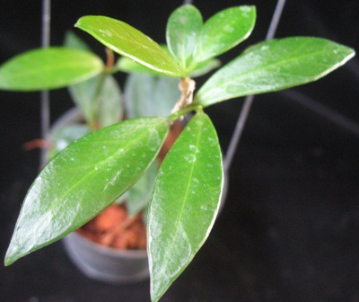 821 Hoya celsa (New species from the Philippines 38
