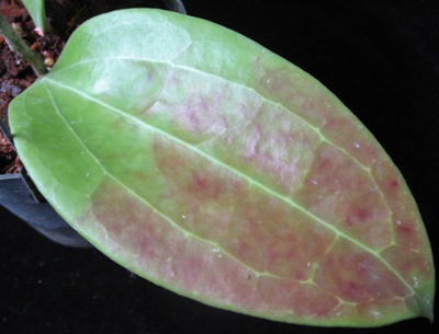 Hoya cinnamomifolia (56 ) 38