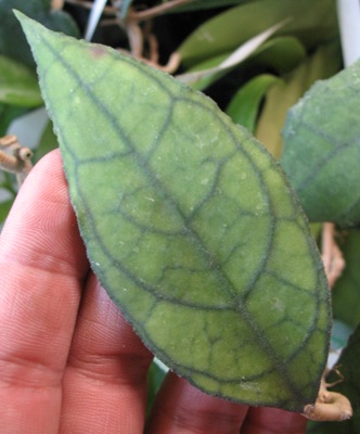 85 Hoya finlaysonii (curve leaf)  Rippled leaf’ 18