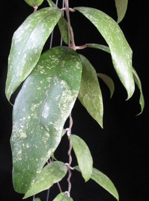 88 Hoya finlaysonii (splash long leaf) 30
