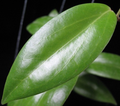 727 Hoya ilagii No.2 (wide leaf) 38