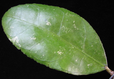 632 Hoya sp.632 IML 1398 (aff callistophylla) 35