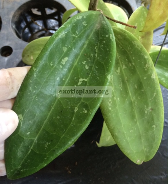 841 Hoya wibergiae (big leaf)(#841) 40