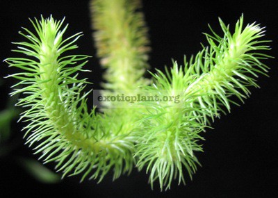 Huperzia verticillata (Philippines) 40
