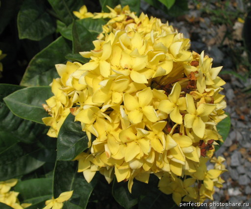 Ixora sp.(T03)(yellow flower) 24