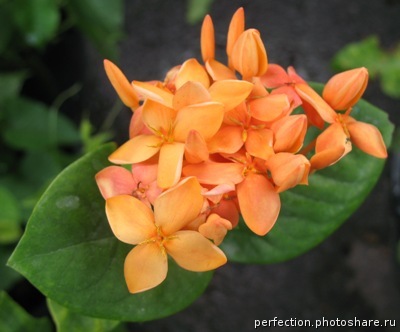 Ixora sp.(T08) orange flower 20