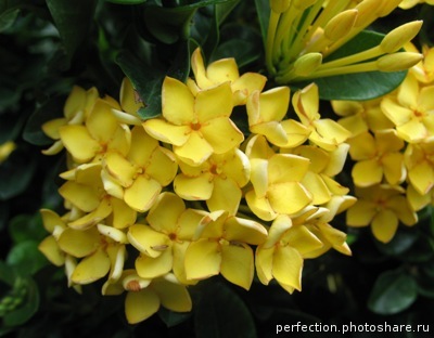 Ixora sp.(T11) yellow flower and wavy leaf 20