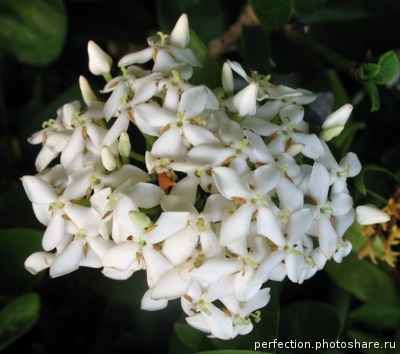 Ixora sp.(T13) white flower 20