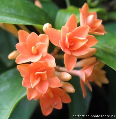 Ixora sp.(T14) orange flower and triple petal 20