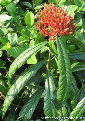 Ixora sp.(T17) red flower and long leaf 30