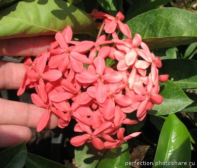 Ixora sp.(T19) pink flower and big inflorescence 24