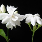 Jasminum sambac 'Mysore Mullii'(слева) & 'Maid of Orlean'(справа)