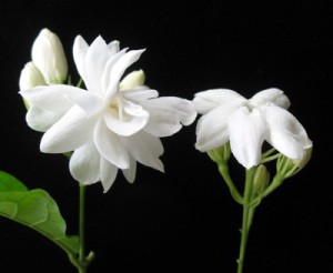 Jasminum sambac 'Mysore Mullii'(слева) & 'Maid of Orlean'(справа)