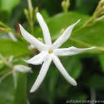 Jasminum sp. China (wax leaf)