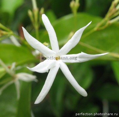 Jasminum sp. China (wax leaf) 35