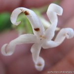 Jasminum sp.(T01)