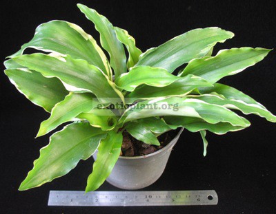 Kaempferia augustifolia variegated 30