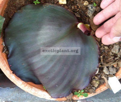 Kaempferia sp (T05)(purple leaf) 20