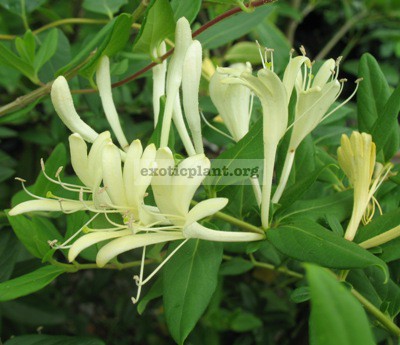 Lonicera japonica Caprifoliaceae (TF) 23
