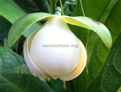 Magnolia coco 20