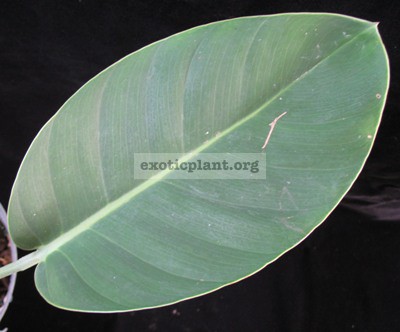 Monstera sp. (T03) (oval and blue leaf) = cv Blue Monster 30-50 (по цене 30 временно недоступна к заказу)
