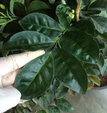 Murraya paniculata ‘Himalayan’ (Giant leaf) 30