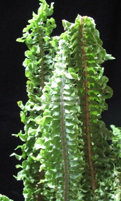 Nephrolepis exaltata cv Wagneri (long leaf) 20